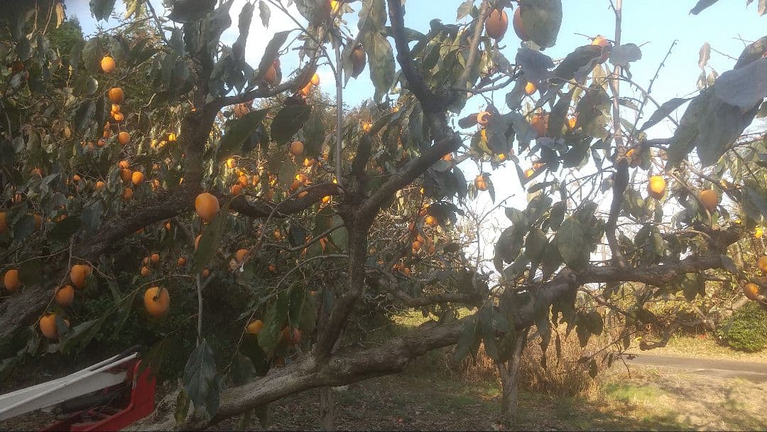 干し柿 ぼんち出品