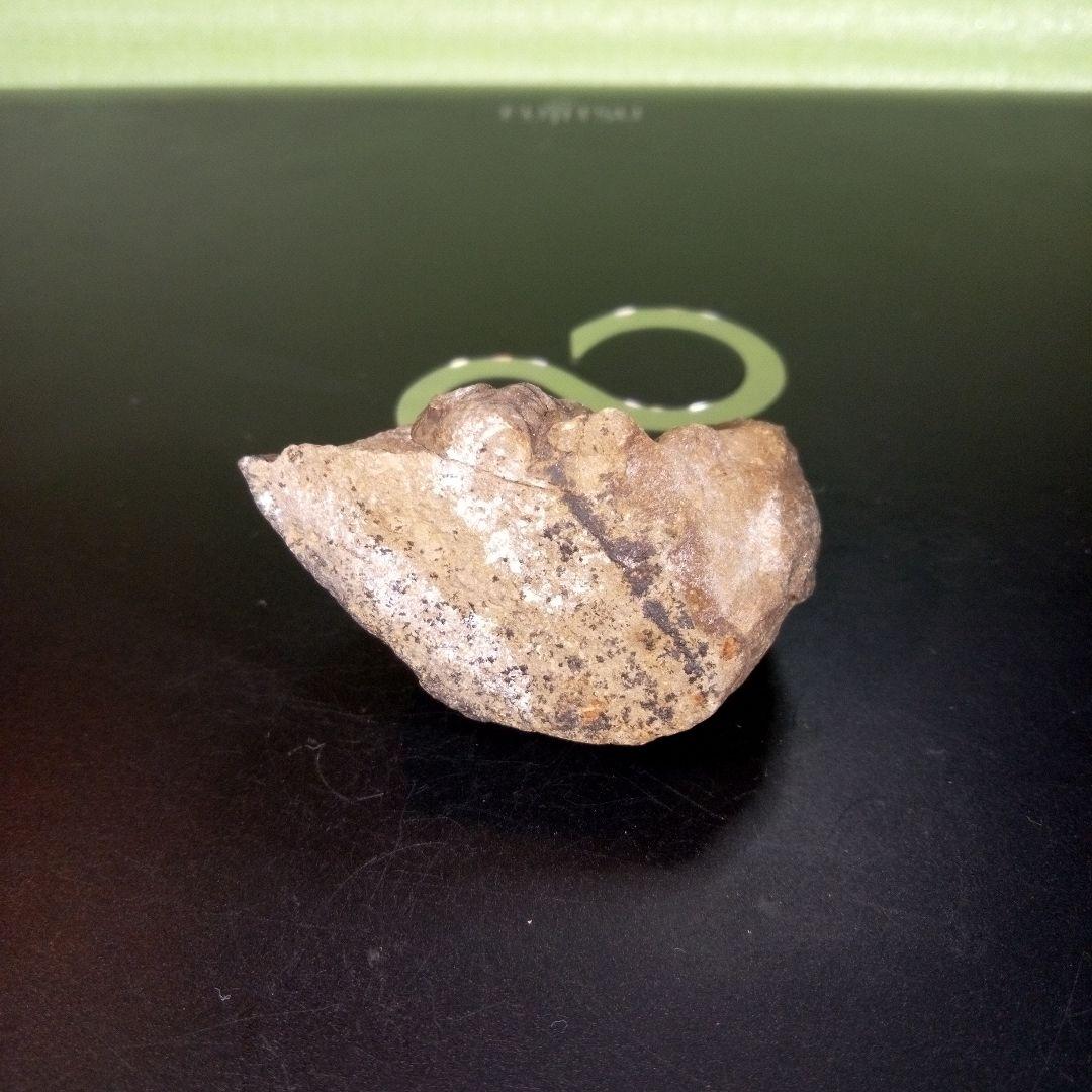 三葉虫　化石　fossil　ボリビア　trilobite　三葉虫綱　三葉虫管理①