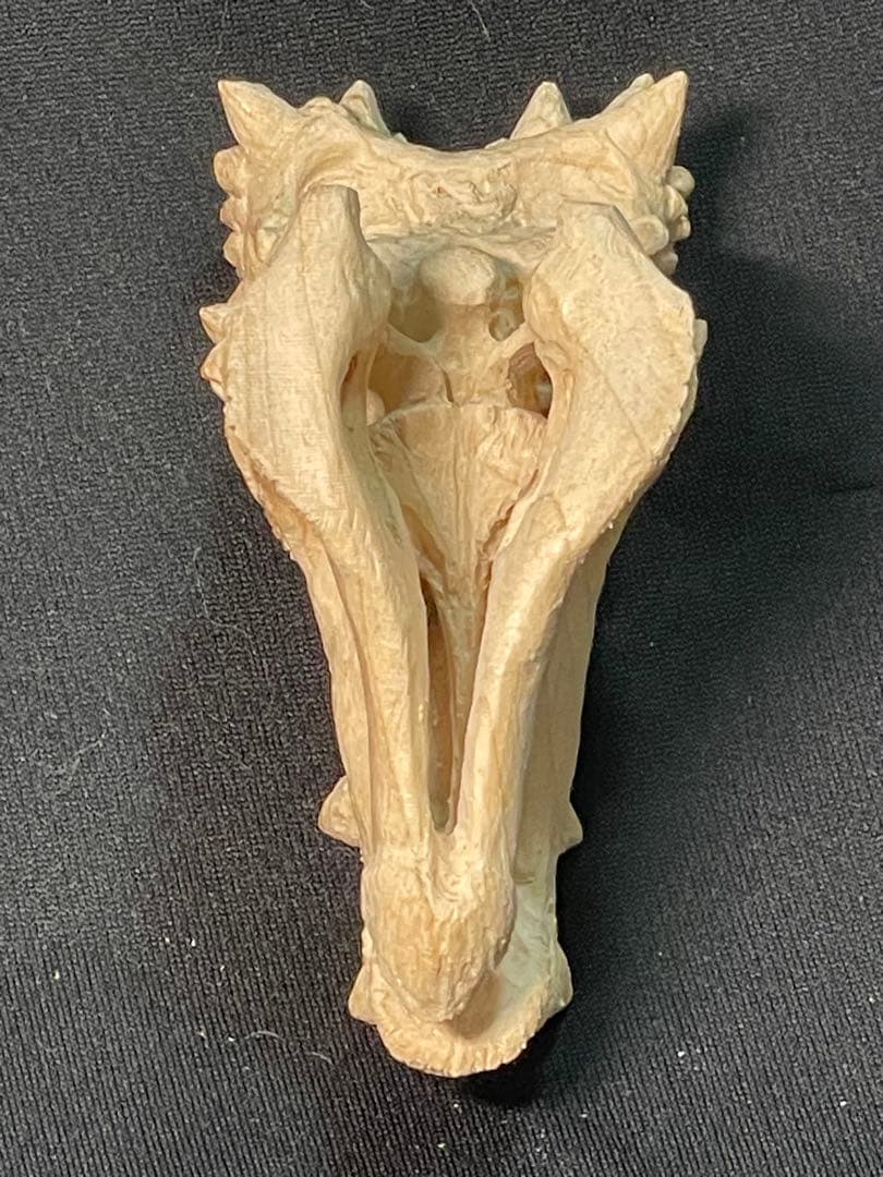 木彫　恐竜　ドラコレックス　頭骨模型