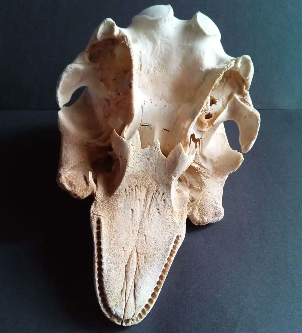 骨格標本　イルカ　頭骨　海棲哺乳類　極めて希少