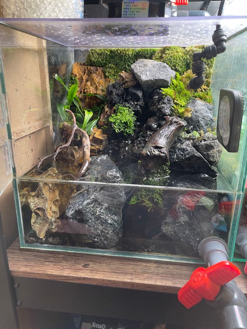 【ぴよぴよ】 滝と渓流のアクアテラリウム　30センチ水槽