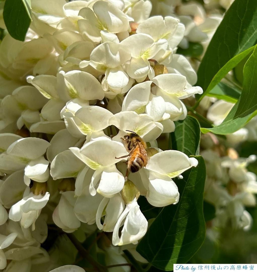 【令7新蜜】百花＆アカシア 1000g 各１本 長野県産 生はちみつ 西洋蜜蜂