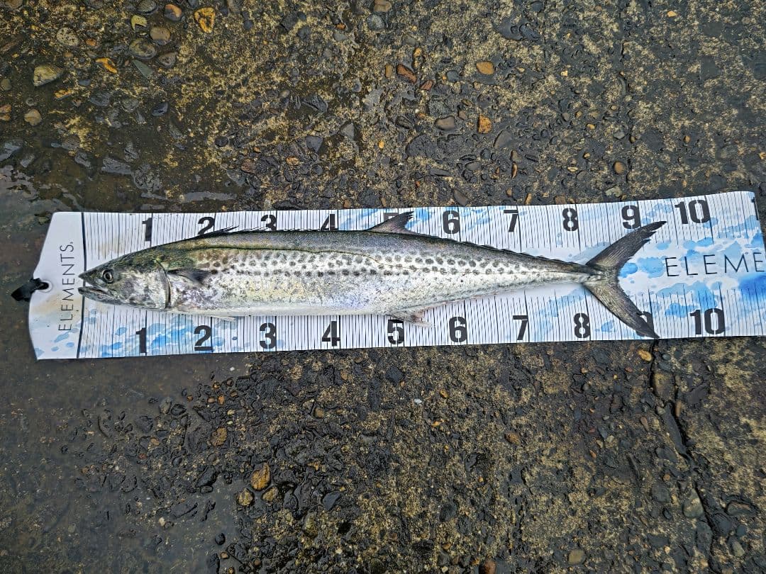 ジャストエース　ショアワインダー812kMTZ advance