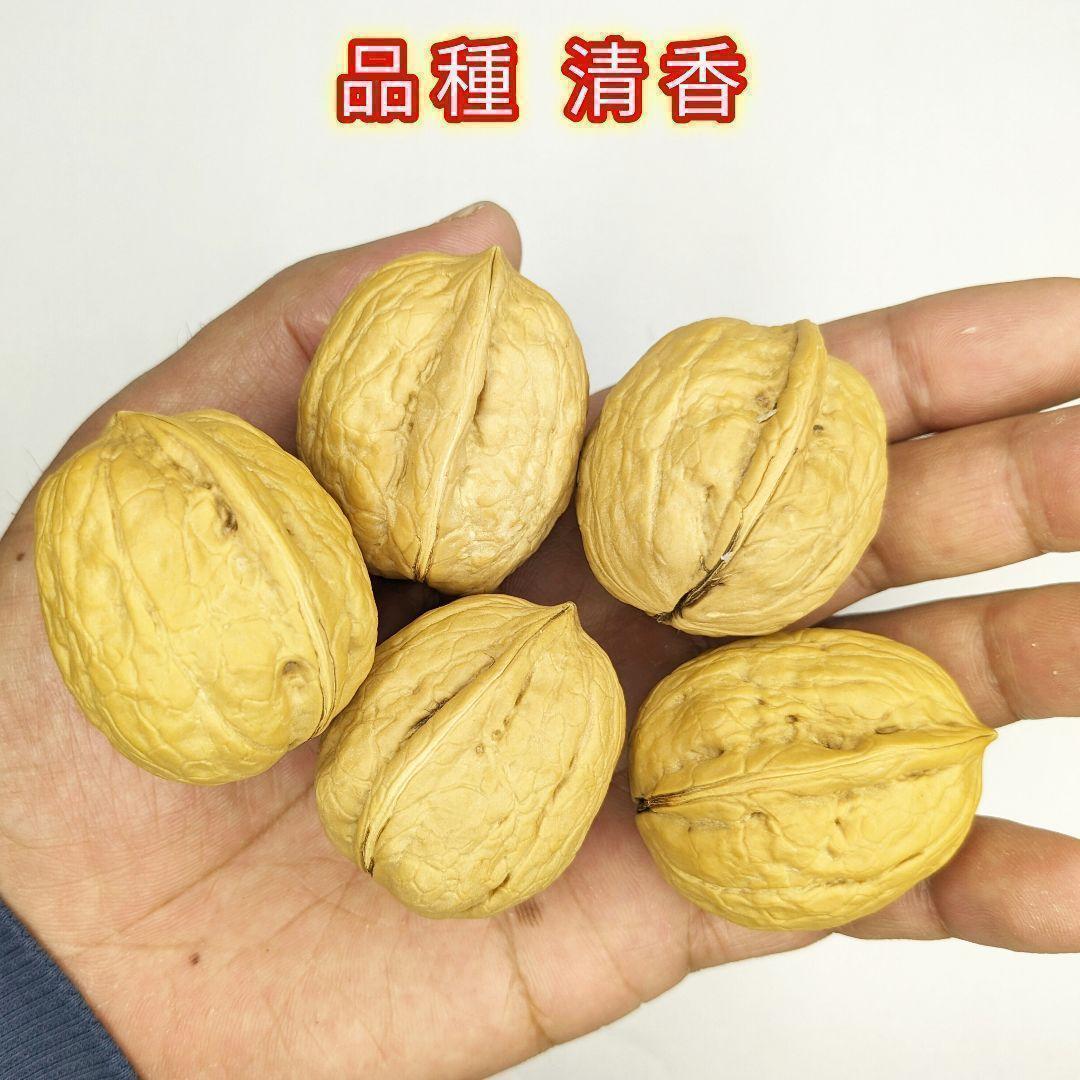 【かおりん商品 】 限定セール 殻付きくるみ 極小〜小サイズ 14kg