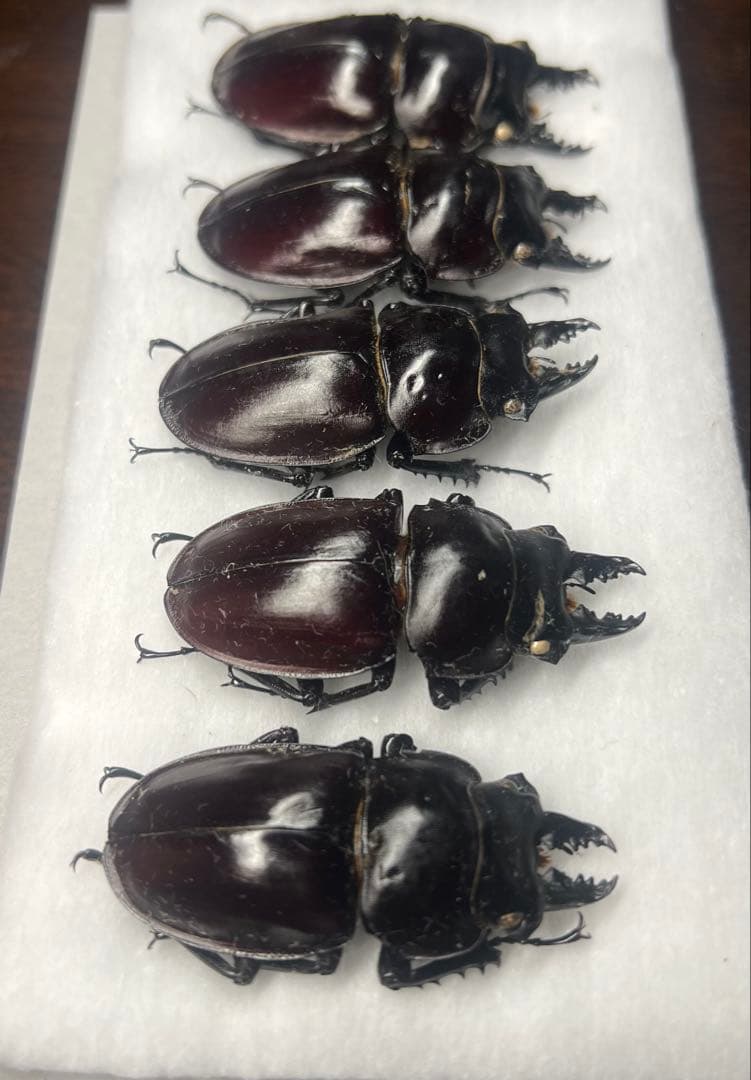 ヤエヤママルバネクワガタ標本♂5頭セット