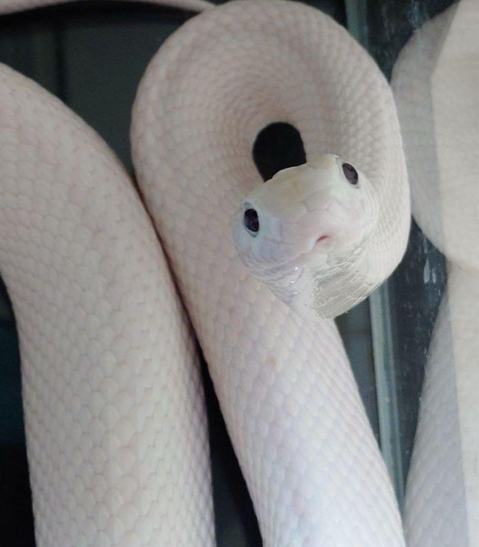 ホワイト 蛇の皮 未使用品