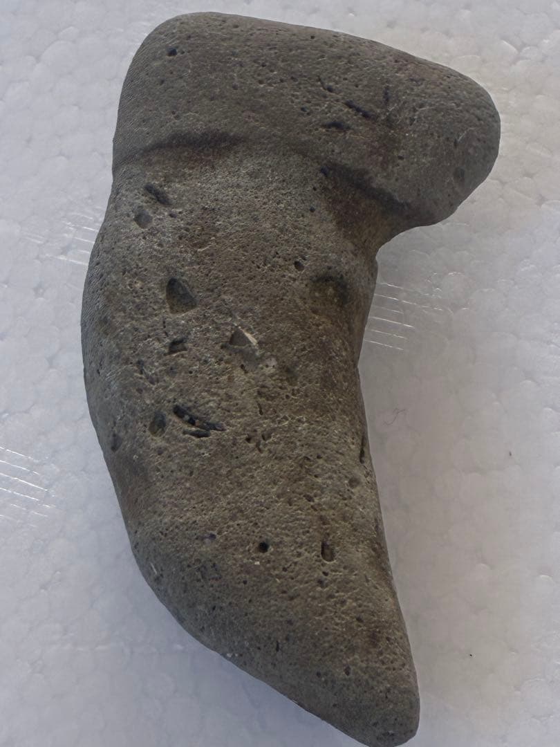 サメの歯　海岸で拾った　貝類や石灰質の付着物があります