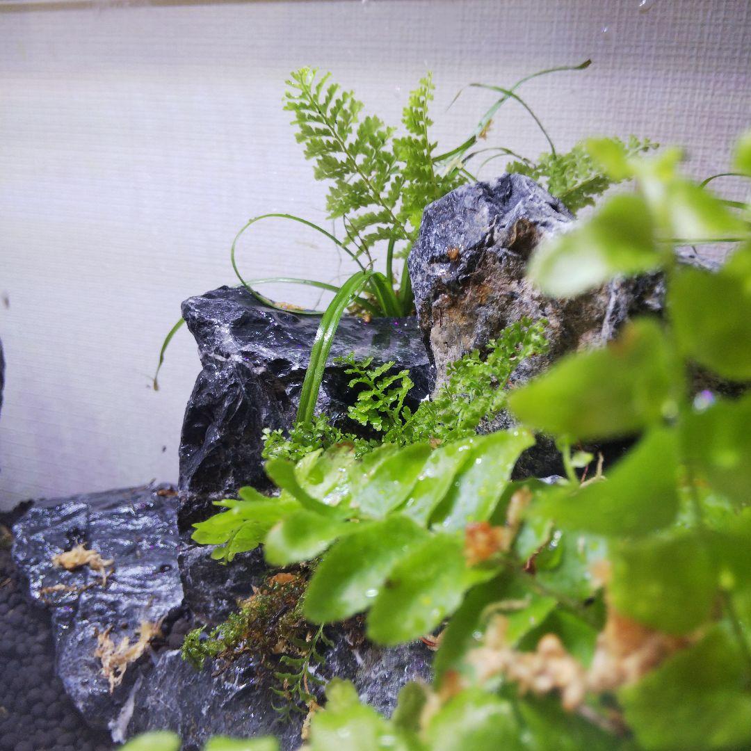 【受注生産】アクアテラリウム　カニリウム　イモリウム　苔　水槽　苔テラリウム