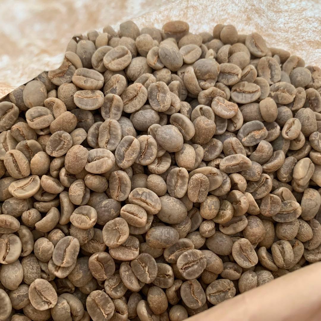 コーヒー生豆 タイ　9kg ハンドピック済み