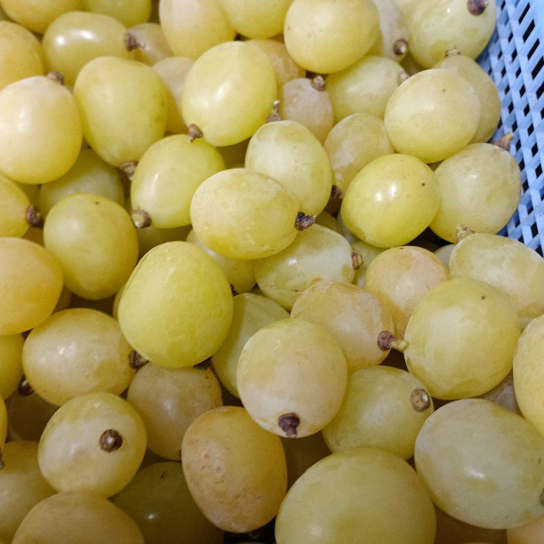 シヤインマスカット家庭用完熟多め入り5キロパック入り