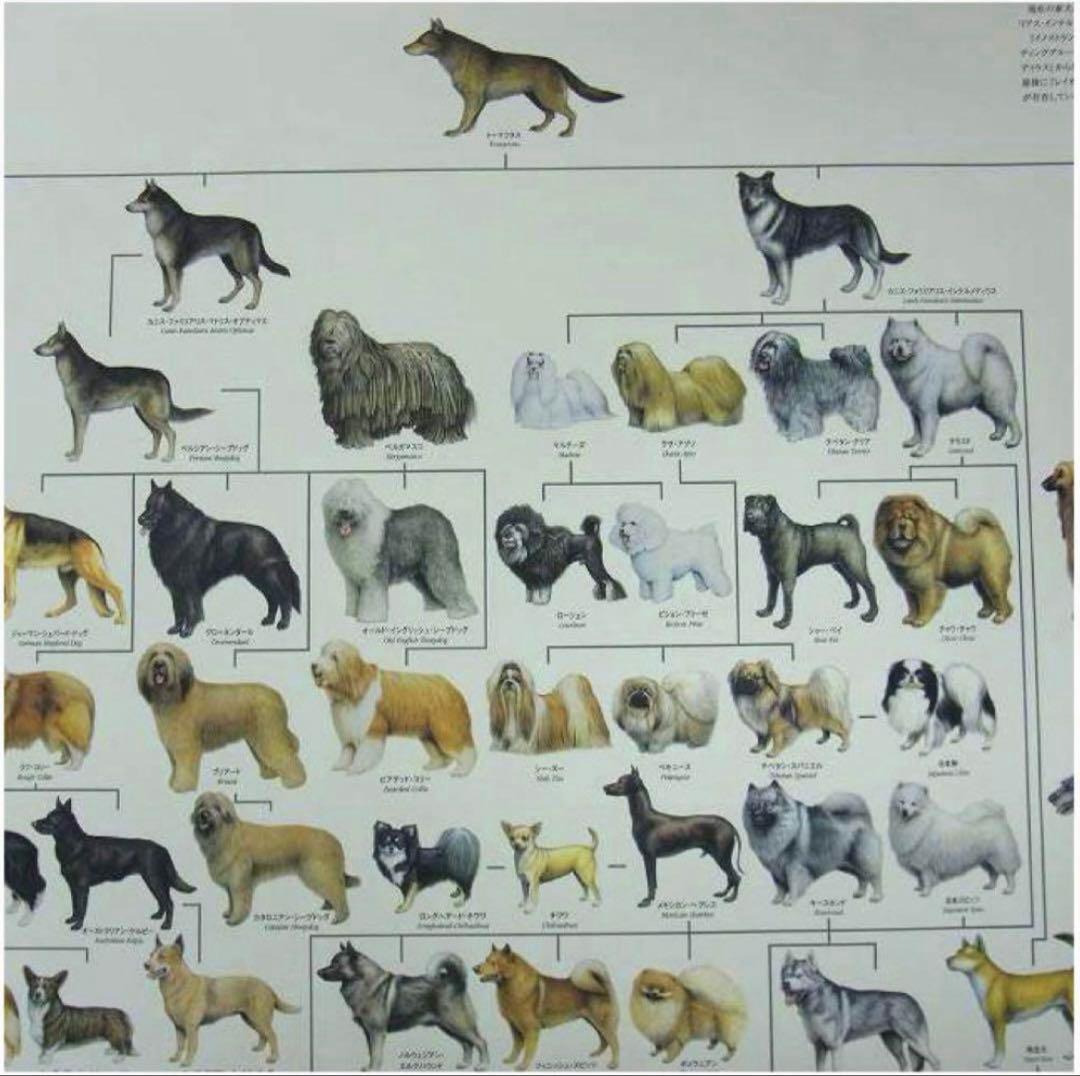 ポスター 犬の系統図 The Dog Generation B1サイズ