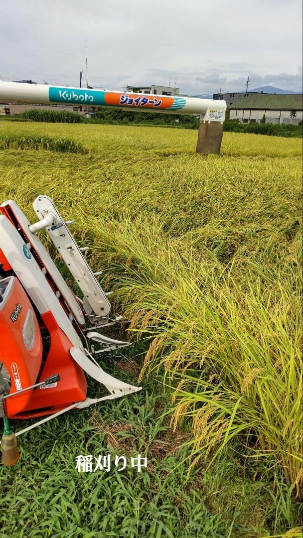 炎天下の手取り除草 発芽用玄米10kg ７年産コシヒカリ 特栽① 農薬等不使用