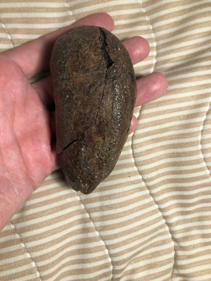 【貴重】クジラの耳骨　化石