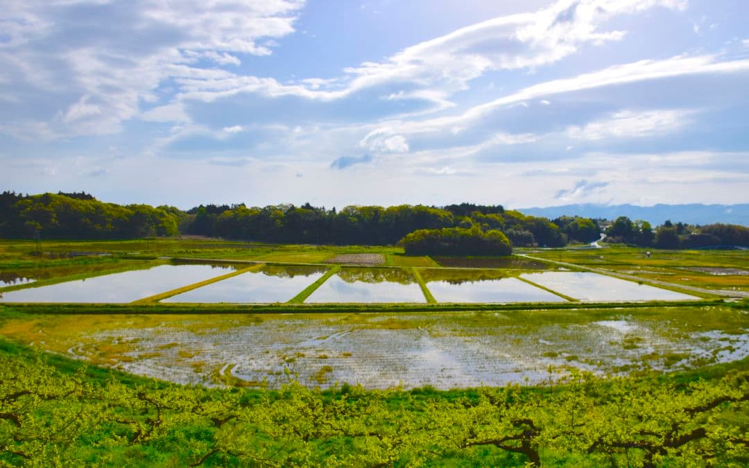 りっと⭐️無農薬白米コシヒカリ 10kg