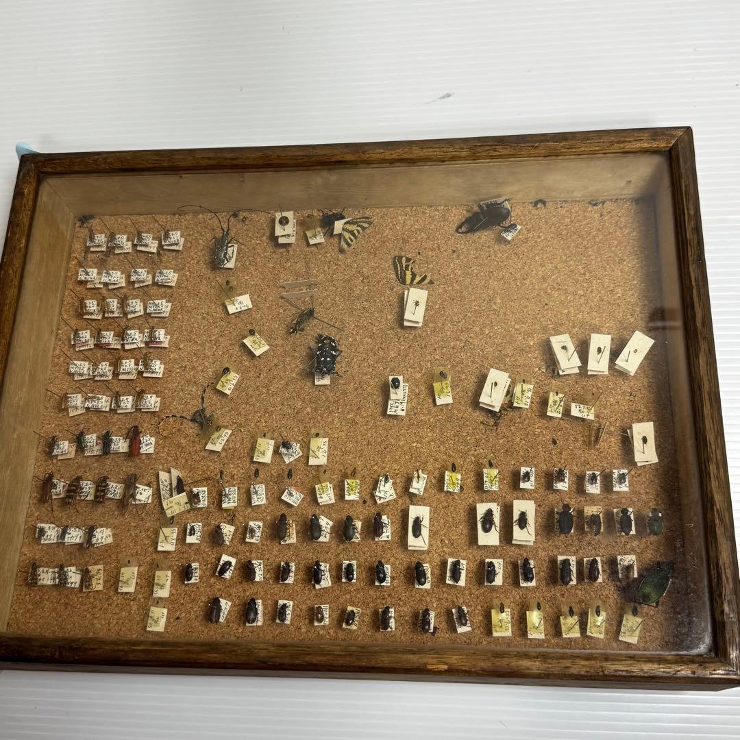 昆虫　標本　ジャンク品