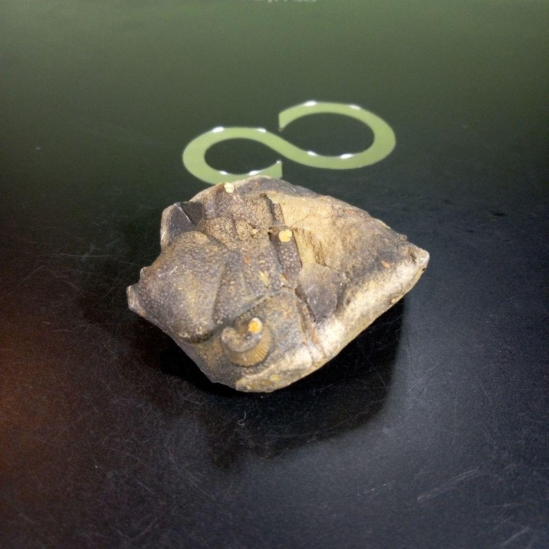 三葉虫　化石　fossil　海　ボリビア産　trilobite　ボリビア化石郡⑩