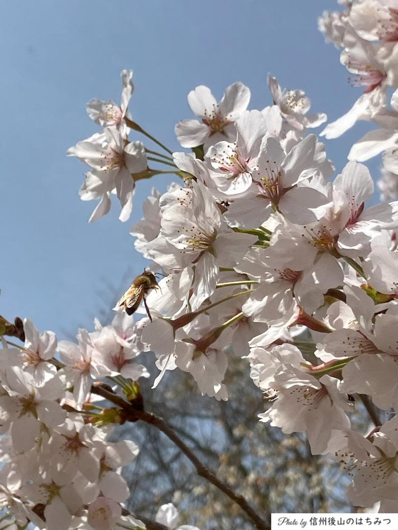 国産蜂蜜 1000g 3本セット 信州産 アカシア 百花 栗 セイヨウミツバチ