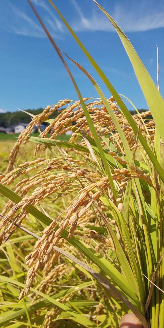 コシヒカリ10kg 精米済み白米　令和7年夏収穫　三重県産　お米