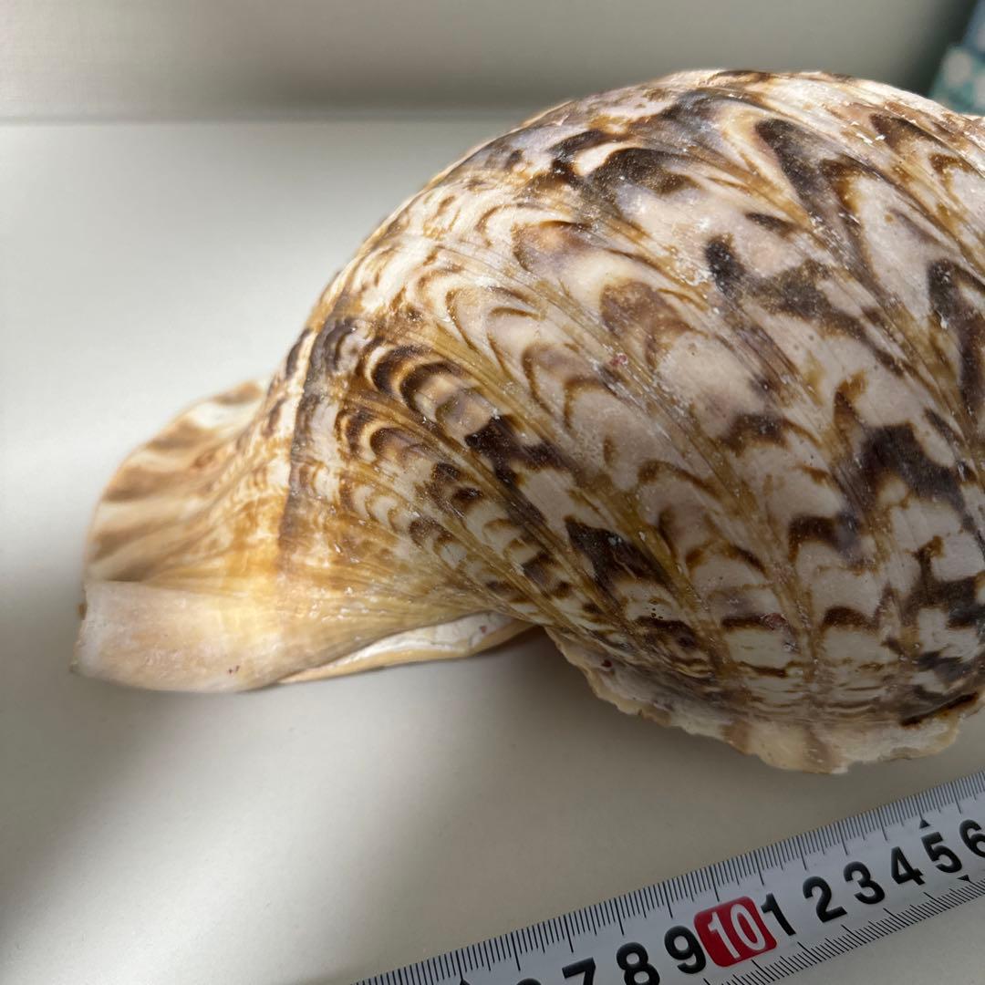 法螺貝 貝殻 標本 先端加工済み 約300mm