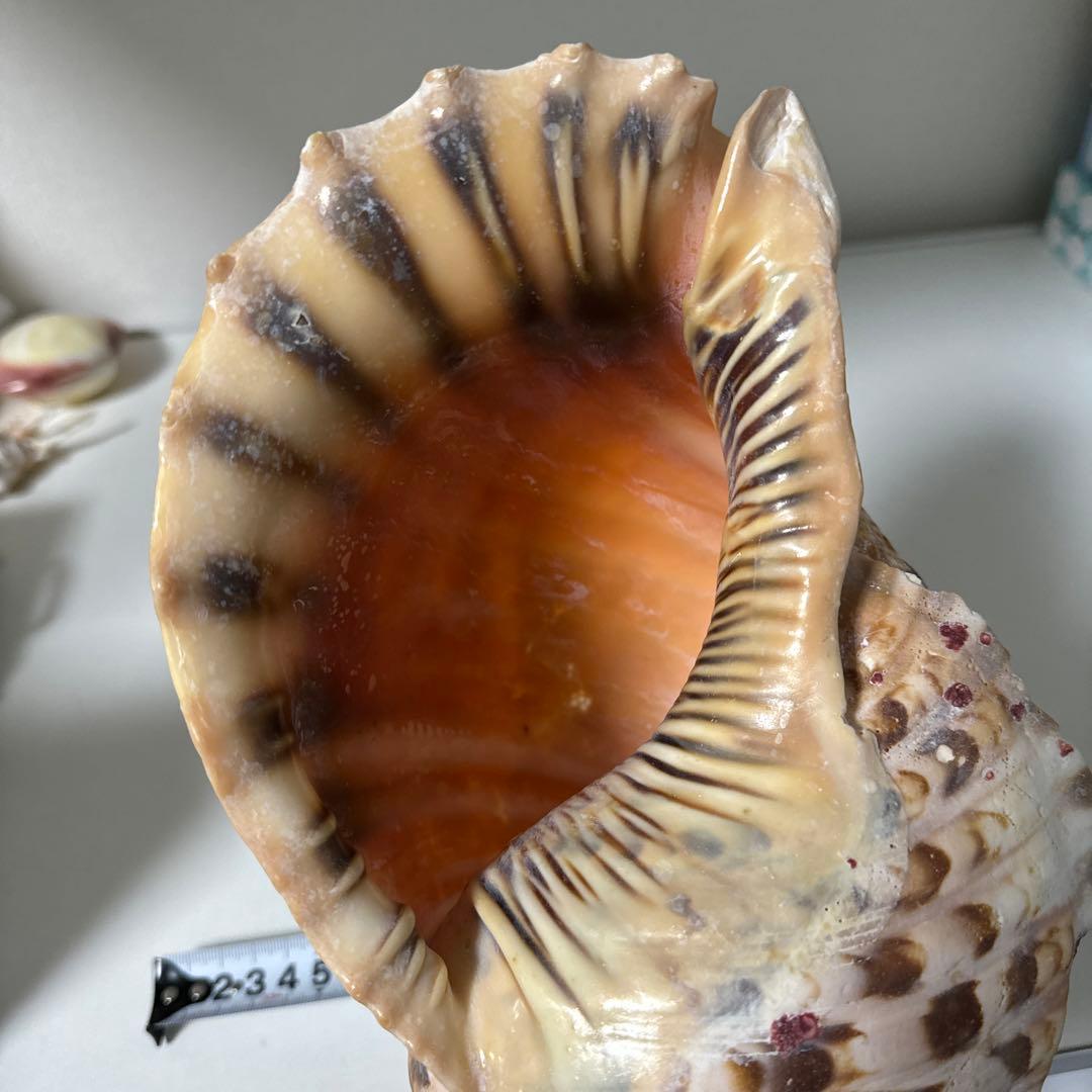 法螺貝 貝殻 標本 先端加工済み 約300mm