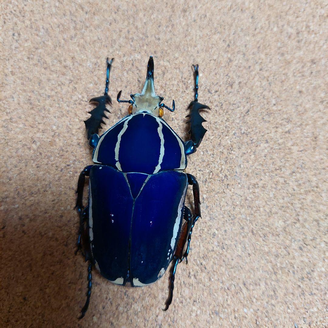 コエポン　ウガンデンシスオオツノカナブン　標本　+フクエアオカナブン　標本