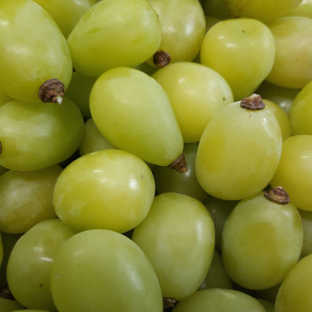 シャインマスカット大粒多め入り5.5キロパック入りになります。