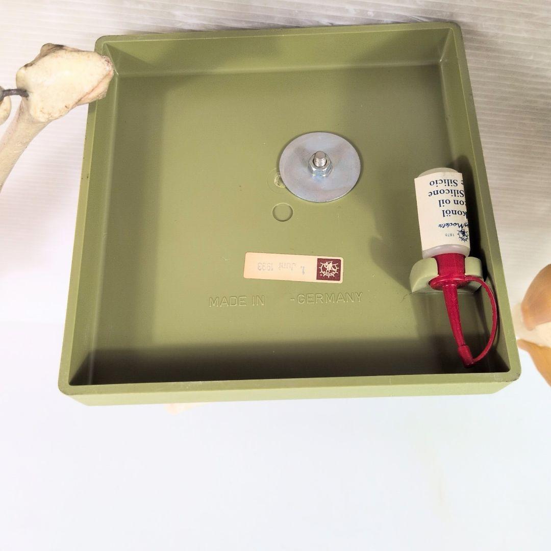 SOMSO 肩関節 膝関節 肘関節 椎間板 模型 ソムソ ドイツ製 人体模型