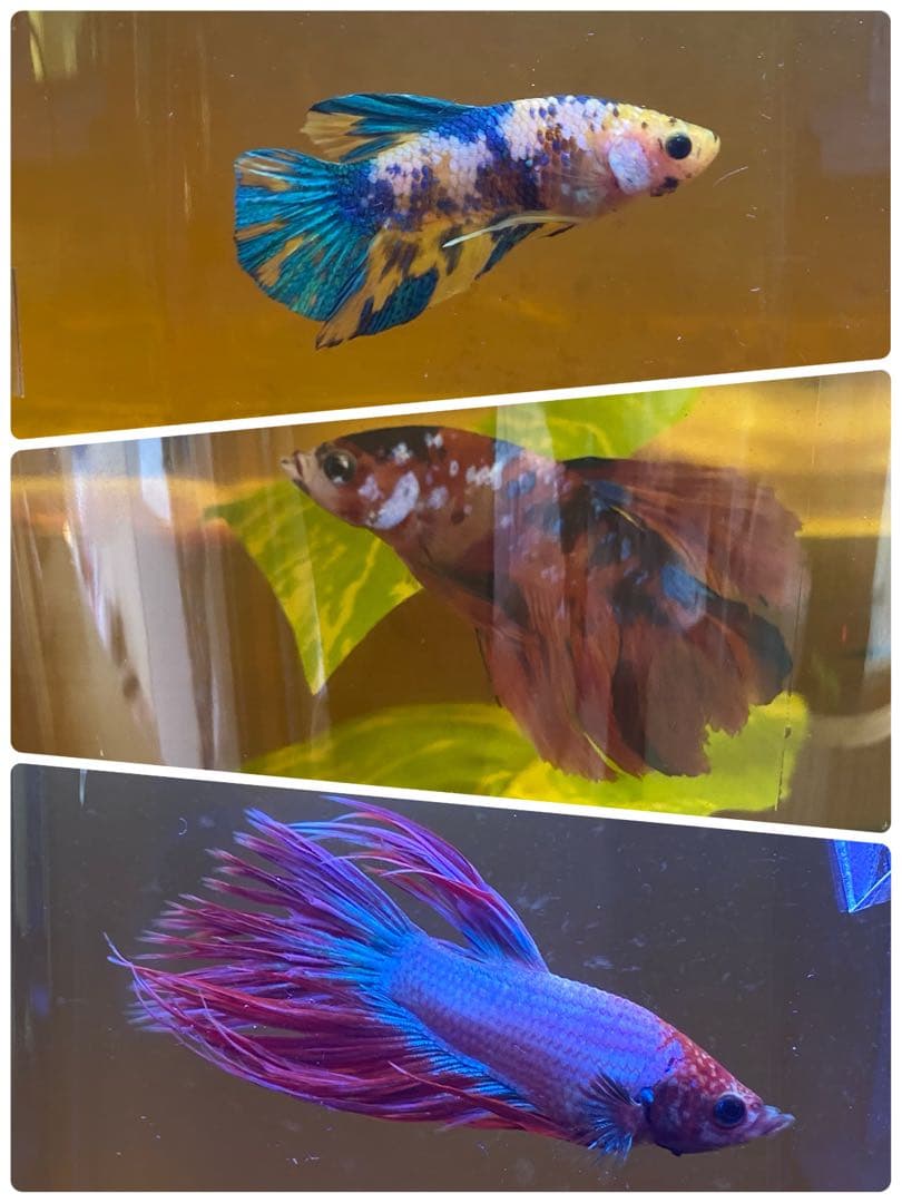 沖縄県やんばる産マジックリーフ 1kg UV殺菌灯照射済み①