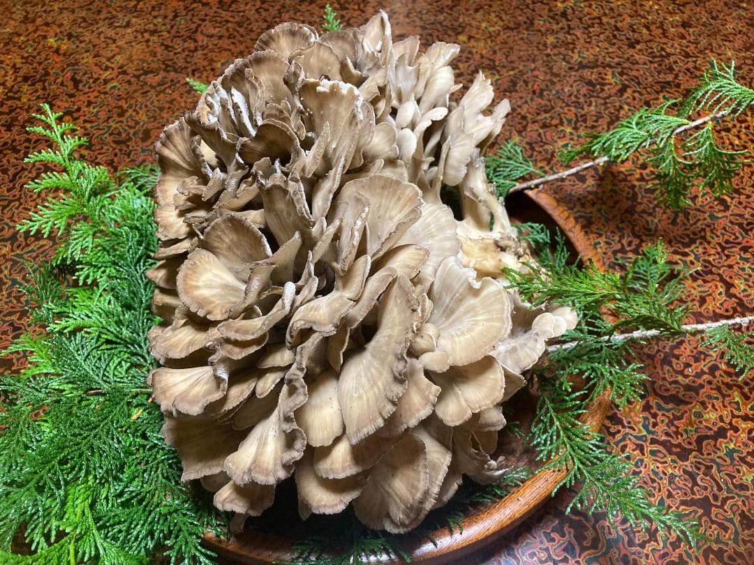 マイタケ　舞茸　チャフ　信州産　1449g