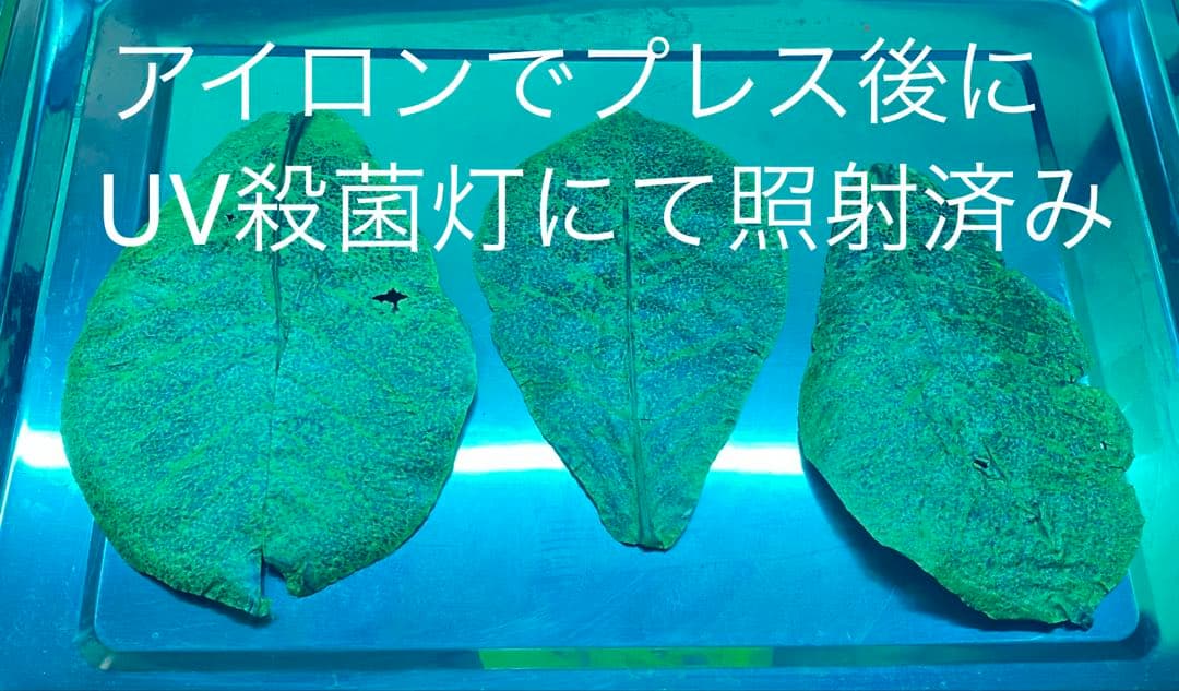 沖縄県やんばる産マジックリーフ 1kg UV殺菌灯照射済み⑥