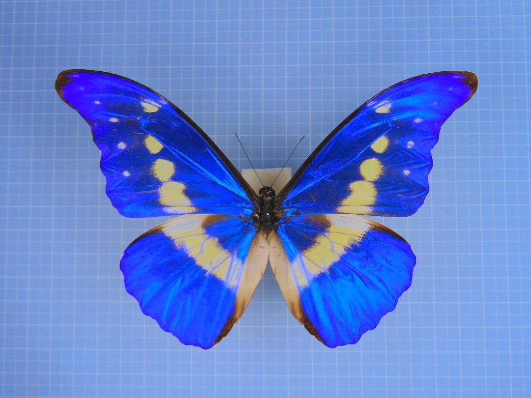 標本 Peru Morpho helena 143mm very big