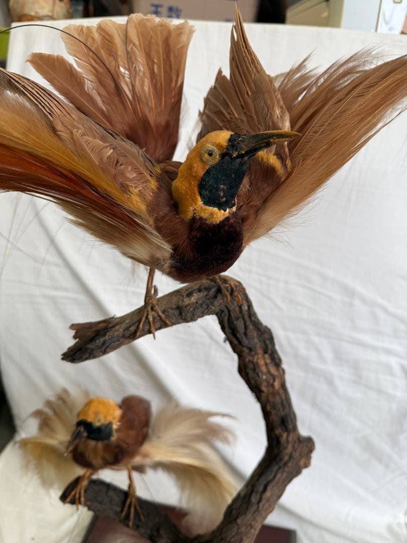 【希少】極楽鳥（オオフウチョウ）剥製　縁起物