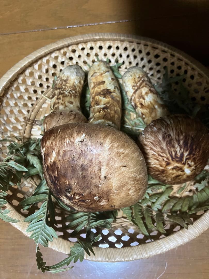 松茸　岩手県産　231g 17日夕方取れ