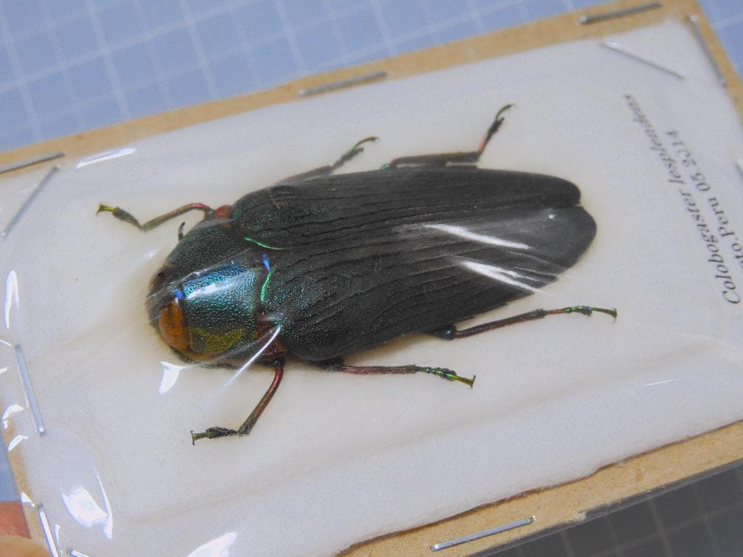 標本 Peru Clobogaster lesplendens 41mm