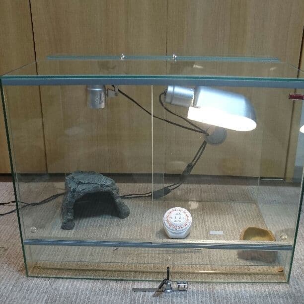 EHElM爬虫類ケージセット 600×450