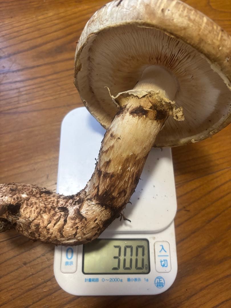 岩手県産松茸300g
