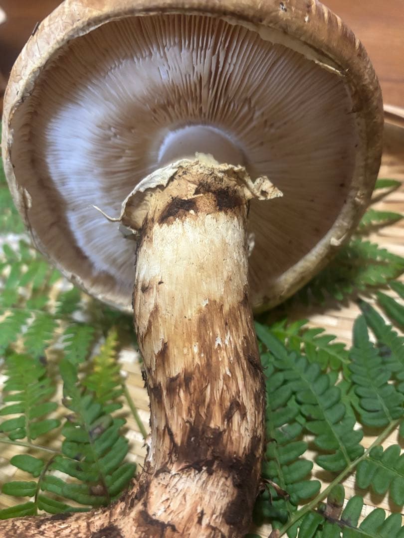 岩手県産松茸300g