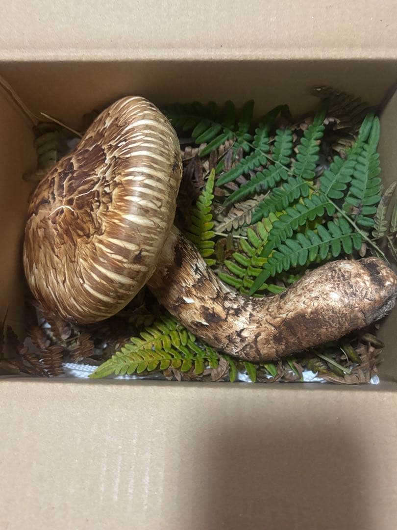 岩手県産松茸300g