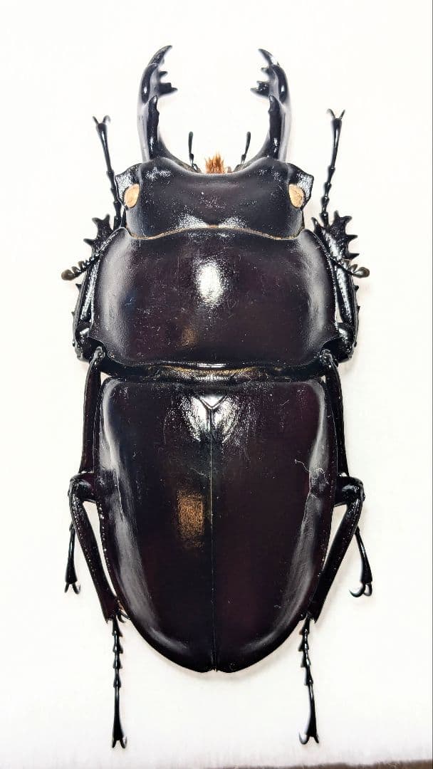 石垣　ヤエヤママルバネ