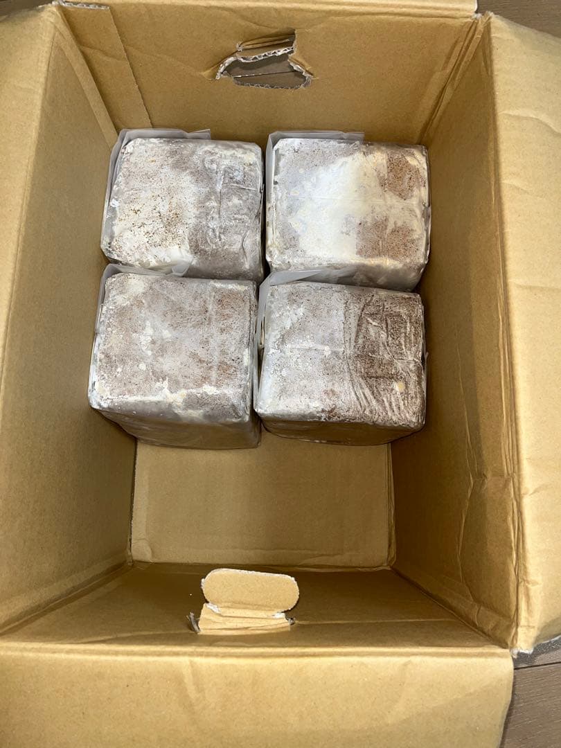 菌糸ブロック 10個 ヒラタケ　クワガタ　幼虫餌　ビギナーから上級者まで