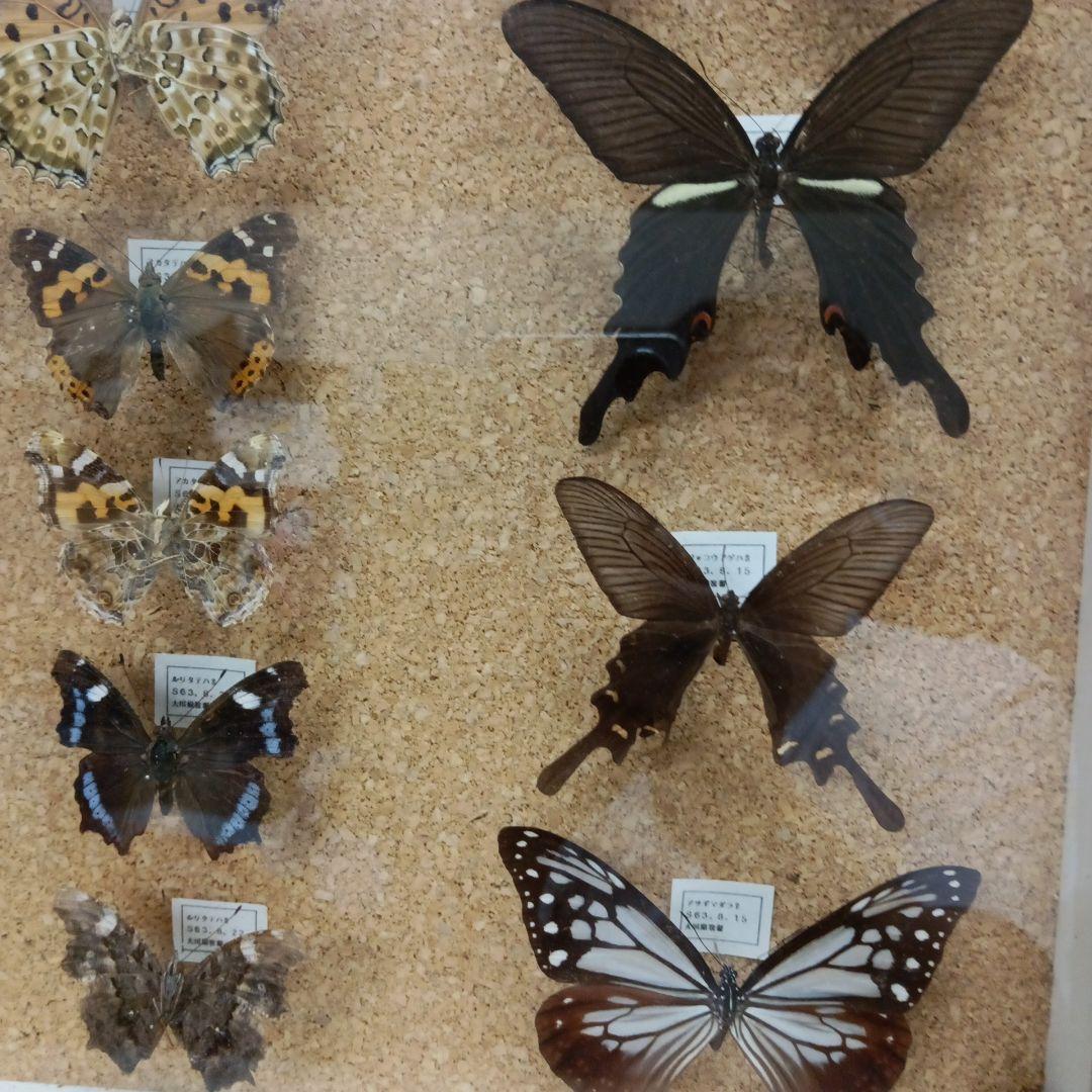 昭和６３年当時物徳島県採取蝶々ガラス木製枠横幅５０X縦４２X厚さ６センチ標本品