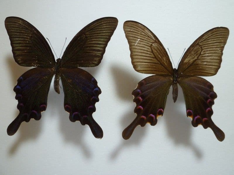 【外国産蝶標本】カラスアゲハ/四川省.米易産/♀94.6mm♂104.3mm