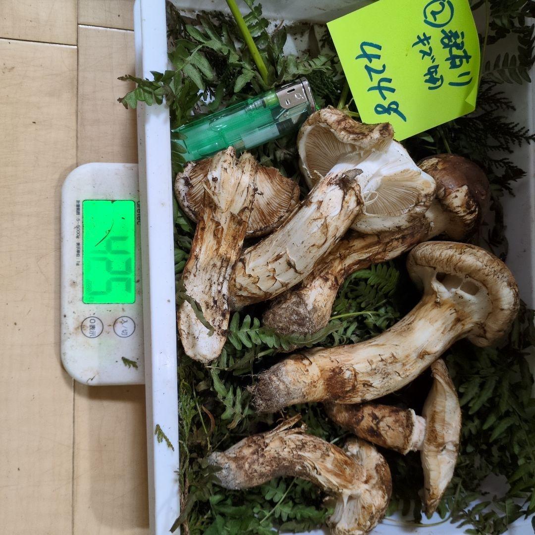 和歌松茸　新鮮朝市　訳有り傷物　424㌘