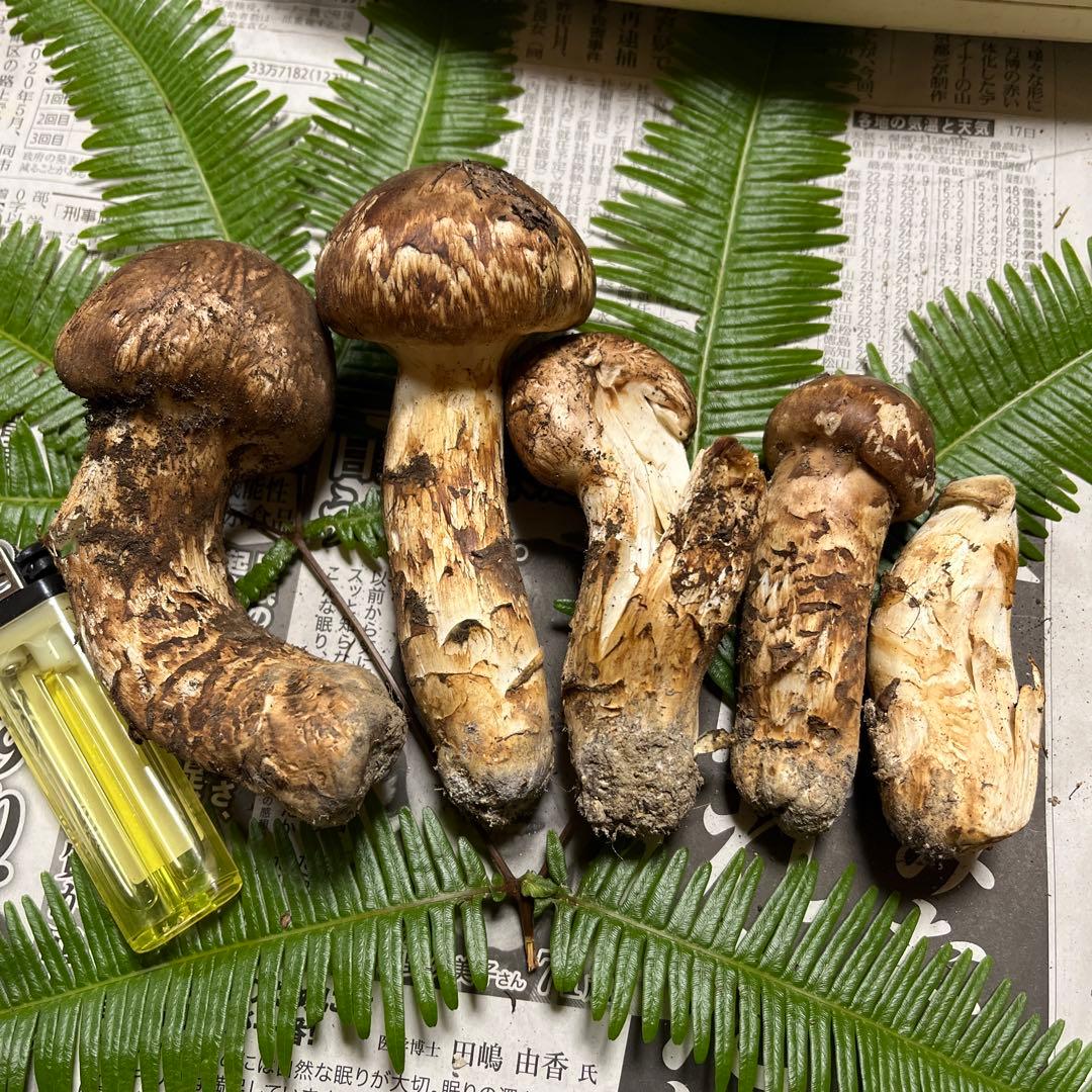 【大阪泉州産】天然松茸　採れたて「超ブサイクちゃん」5本175g 国産