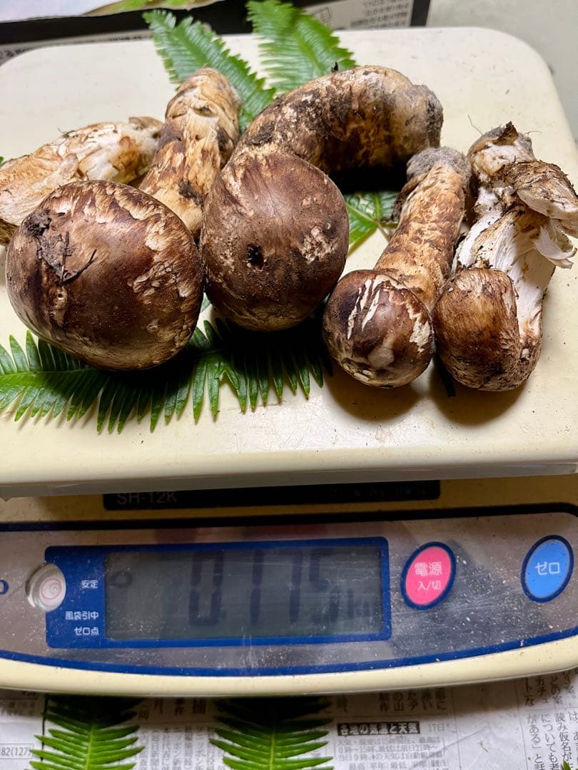 【大阪泉州産】天然松茸　採れたて「超ブサイクちゃん」5本175g 国産