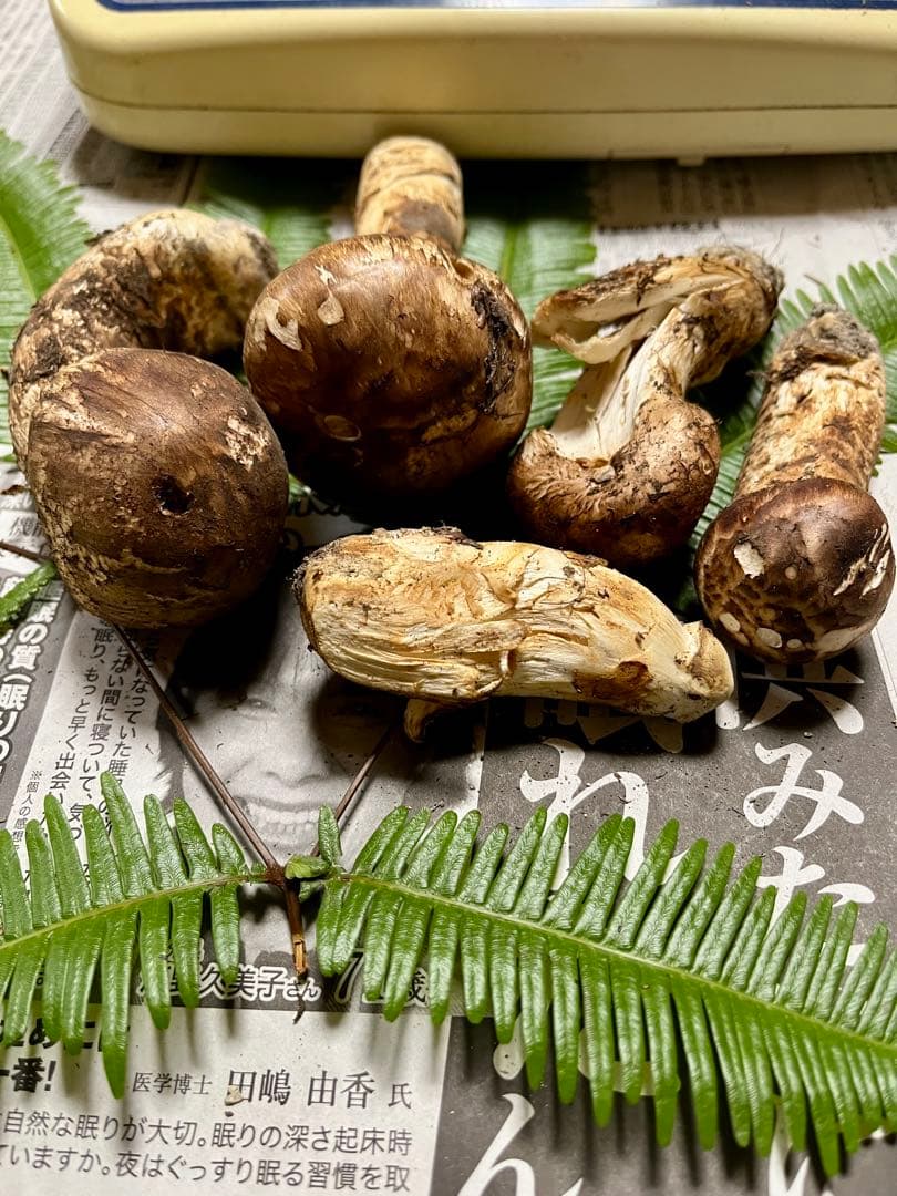 【大阪泉州産】天然松茸　採れたて「超ブサイクちゃん」5本175g 国産