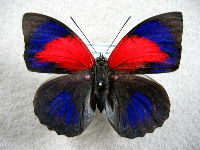 特別コレクションシリーズアグリアス　アエドン　ロドリゲッティー、-2　PA標本