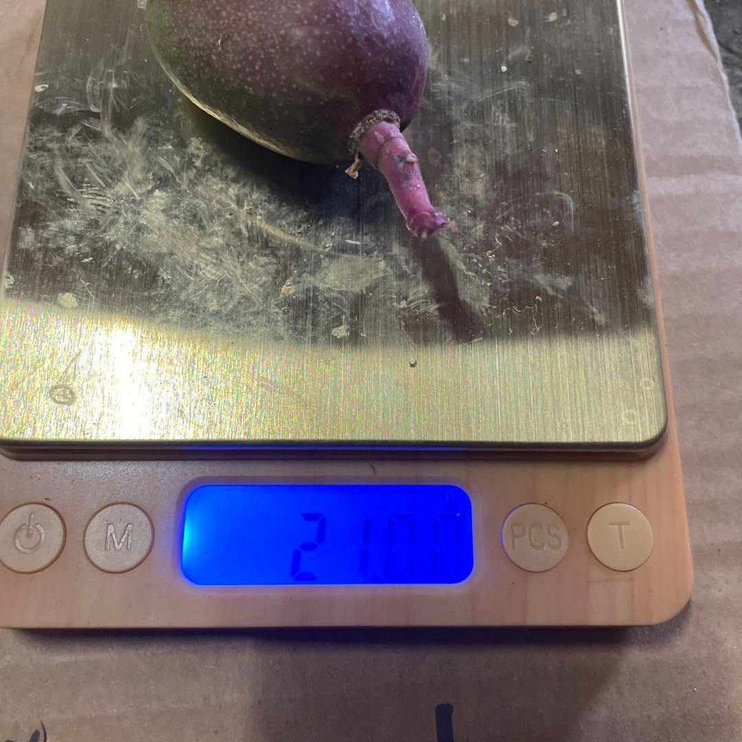 摘果マンゴー　９〜20g 10kg