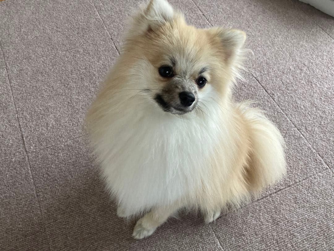 ポメラニアン クリーム色 ふわふわ　の写真