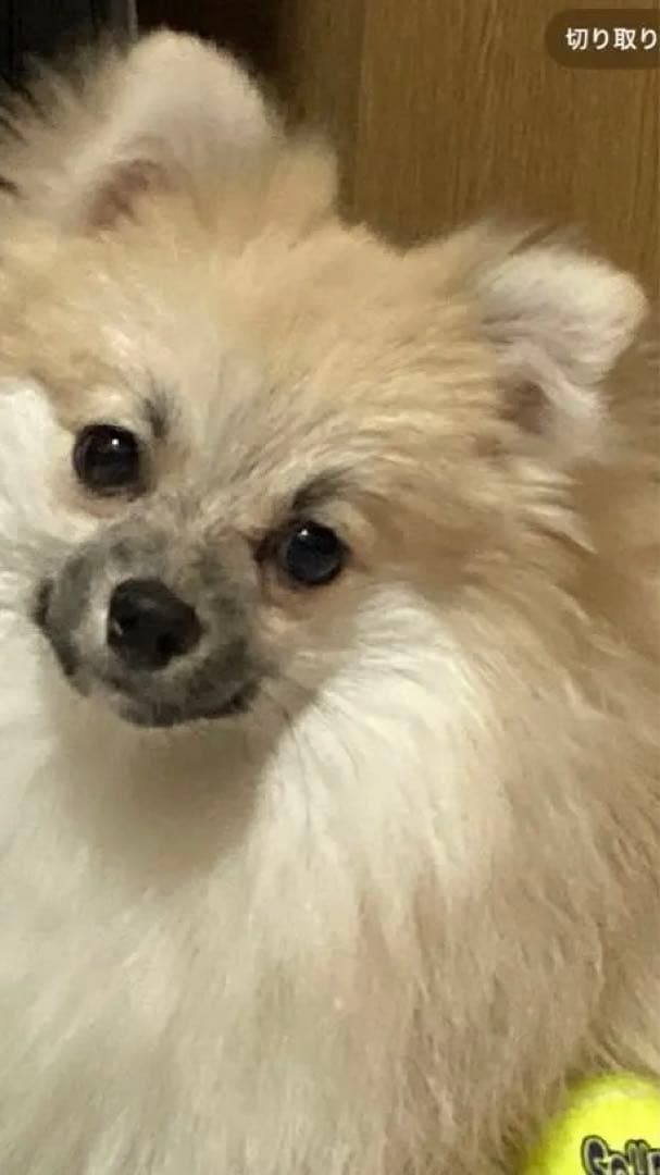 ポメラニアン クリーム色 ふわふわ　の写真